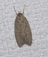 Stictochila delosticta