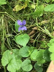 Viola riviniana