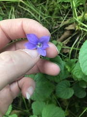 Viola riviniana