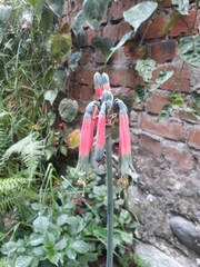 Phaedranassa cuencana