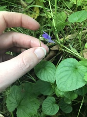 Viola riviniana
