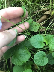 Viola riviniana