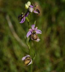 Ophrys sphegodes aveyronensis