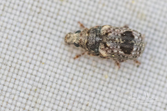 Enedreytes sepicola