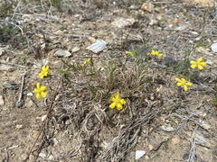 Potentilla verticillaris