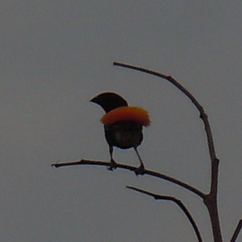 iNaturalist image