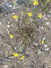 Potentilla verticillaris