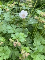 Geranium phaeum