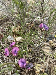Oxytropis leptophylla