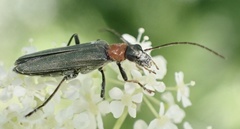 Oedemera croceicollis