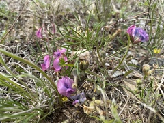 Oxytropis leptophylla