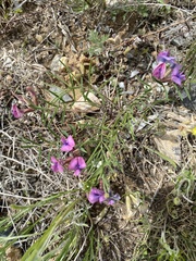 Oxytropis leptophylla