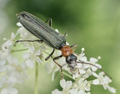 Oedemera croceicollis