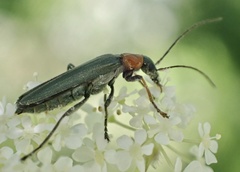 Oedemera croceicollis
