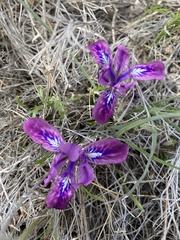 Iris ivanovae