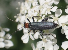 Oedemera croceicollis