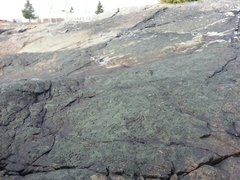 Hydropunctaria maura