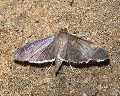 Cryptobotys zoilusalis