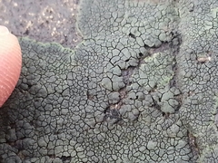 Hydropunctaria maura