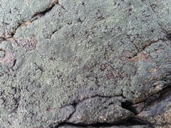 Hydropunctaria maura