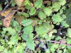 Hesperocnide tenella