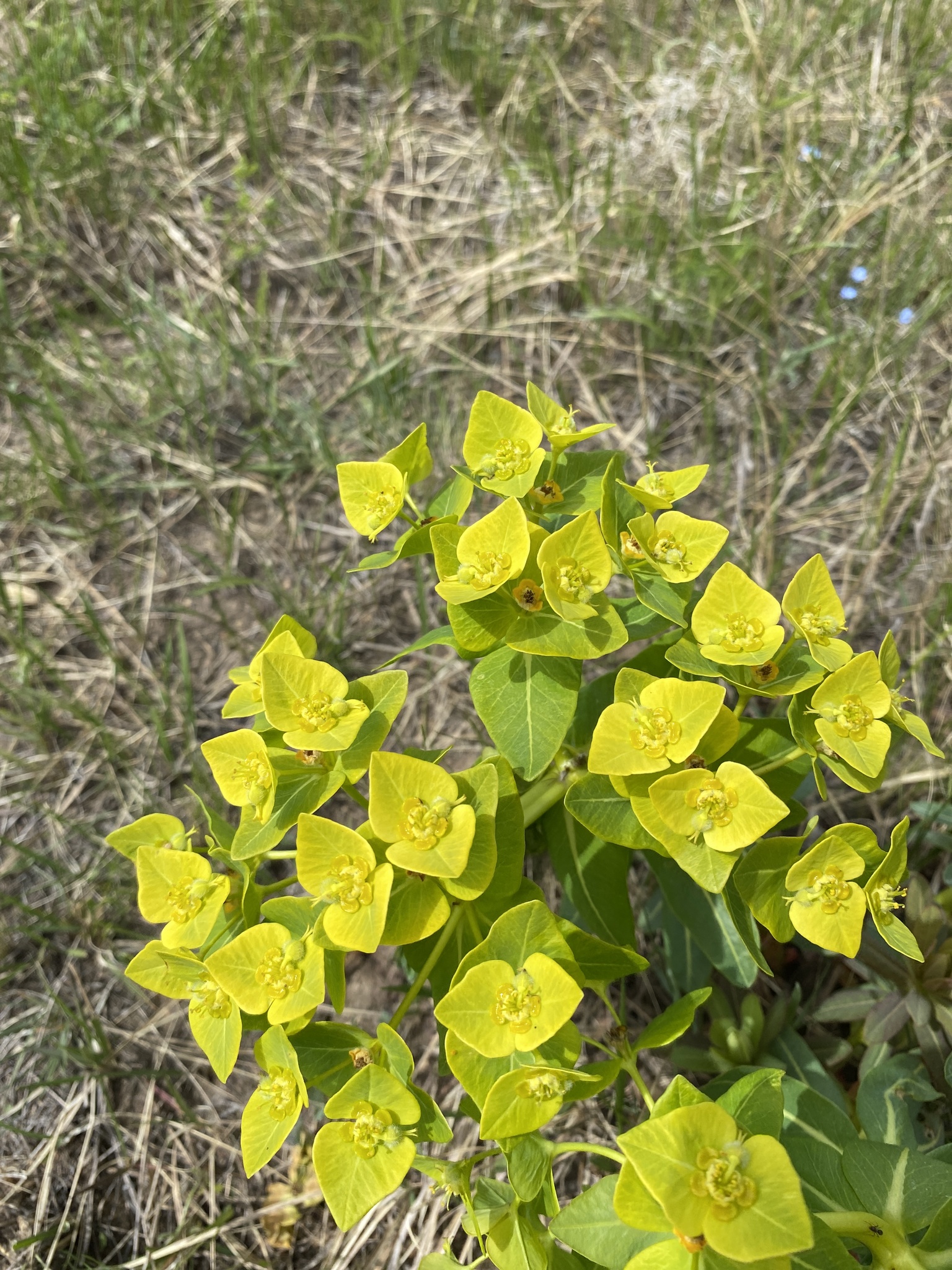 Euphorbia fischeriana