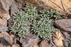 Cusickiella douglasii