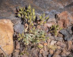 Cusickiella douglasii