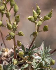Cusickiella douglasii