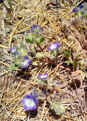 Phacelia davidsonii
