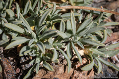 Cusickiella douglasii