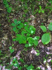 Stylophorum diphyllum