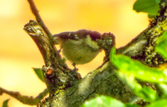 Periparus ater