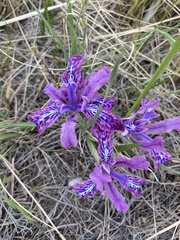 Iris ivanovae