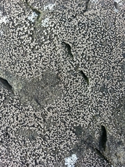 Rhizocarpon geminatum