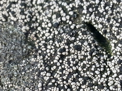 Rhizocarpon geminatum