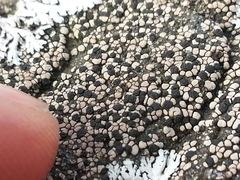 Rhizocarpon geminatum