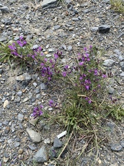 Astragalus suffruticosus