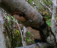 Dichomitus campestris