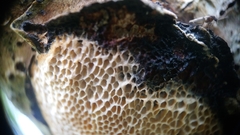 Dichomitus campestris