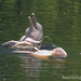 South American River Dolphins - Photo (c) Kevin Schafer, some rights reserved (CC BY-NC-ND), uploaded by Kevin Schafer