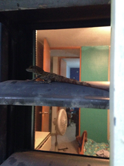 Anolis cristatellus cristatellus