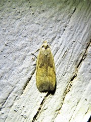 Glyphidocera