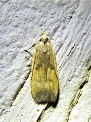 Glyphidocera
