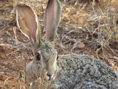 Lepus victoriae