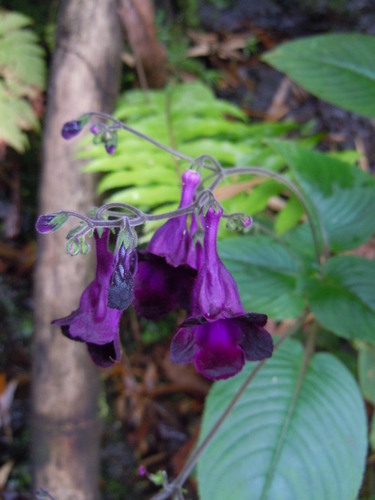 Streptocarpus nobilis