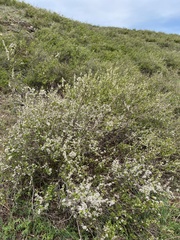Spiraea aquilegifolia