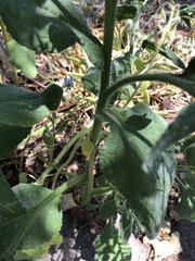 Borago