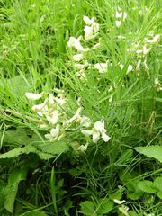 Lathyrus pallescens