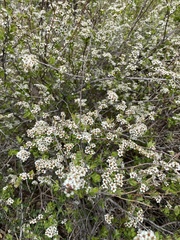 Spiraea aquilegifolia